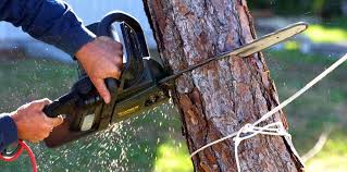 Best Arborist Consultation Services  in Muldrow, OK