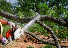 Trusted Muldrow, OK Tree Services Experts