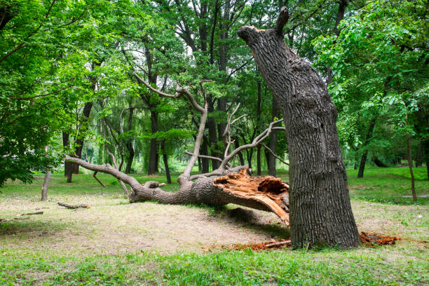 Lawn Renovation and Restoration in Muldrow, OK